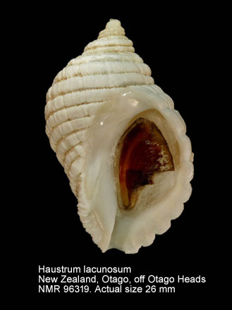 Haustrum lacunosum (4).jpg - Haustrum lacunosum (Bruguière,1789)